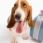 Cómo debe ser el transportin para viajar con perros en avión