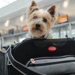 ¿Cómo evitar que tu perro se estrese al viajar en avión?
