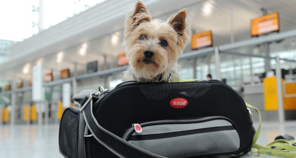 evitar tu perro se al viajar en avión? - Blog de Parking