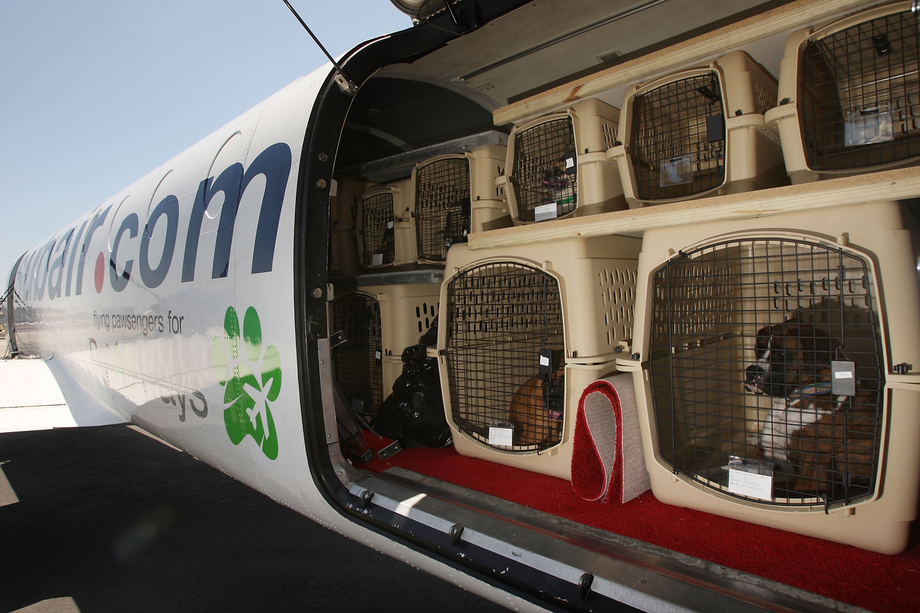 perros en la bodega del avión